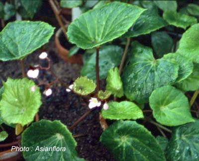 B. peninsulae var. peninsulae